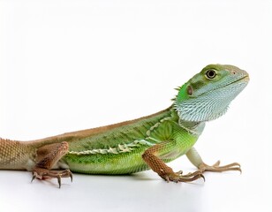 Obraz premium lizard against white background