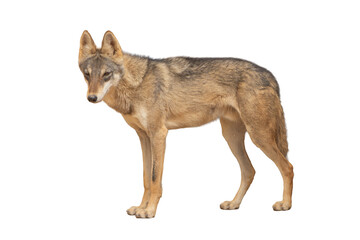 The gray wolf (Canis lupus) is a highly intelligent and social carnivore, known for its strength, teamwork in hunting, and adaptability across diverse habitats. on white background	