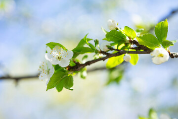 Cherry blossoms bloom under a clear blue sky during springtime