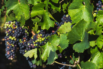 Vineyard and bunch of ripening wine. Small colorful balls in green leaves
