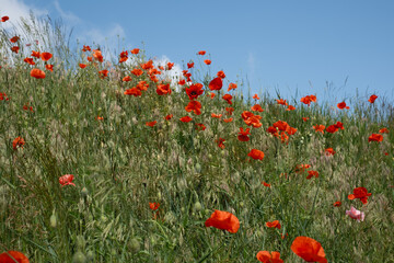 Beautiful red poppy flowers in open field