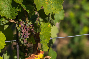 Vineyard and bunch of ripening wine. Small colorful balls in green leaves