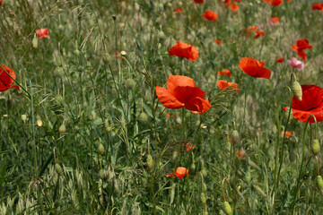 Fototapeta premium Field of red poppies on sunny day