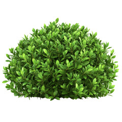 Obraz premium lush garden bushes, Dense, vibrant garden bushes showcasing rich green leaves, isolated on transparent background