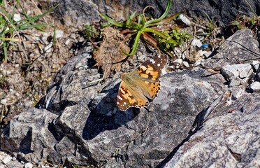 Butterfly Painted Lady sitting on a rock