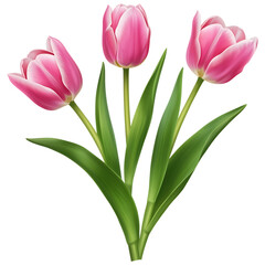 Fototapeta premium Elegant pink tulips with lush green leaves on a transparent background, floral beauty