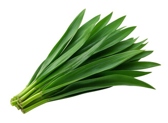 Bunch of Fresh Green Gladiolus Leaves isolated on a transparent background