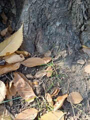 Tree Trunk and Fallen Leaves in Autumn