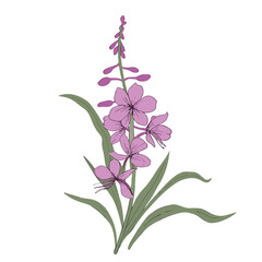 Delicate purple flowers with green leaves pink