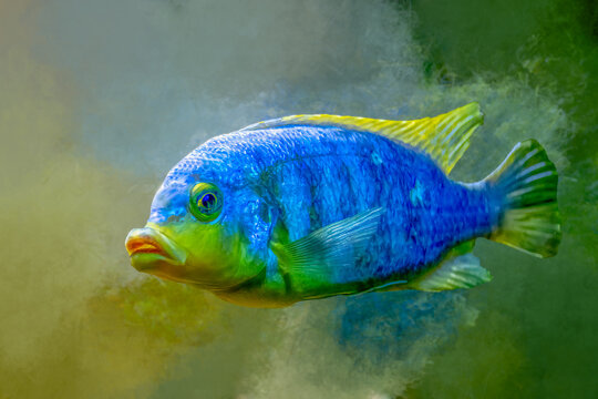 Beautiful blue mbuna cichlid fish swimming in a fresh water aquarium with yellow fins