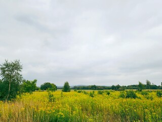 Fototapeta premium Eine grüne Wiese mit vielen gelben Pflanzen und vereinzelt Bäumen an einem bewölkten Tag im Sommer