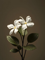 white flower on black background