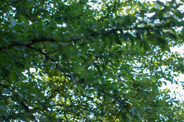 Green bush of Shatavari (Asparagus Racemosus Willd) in the backyard garden