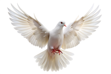 white dove flying isolated on white background PNG ,AI GENERATED