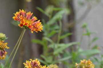 Beautiful red blanket flower (Gaillardia) in sharp focus stands out among softly blurred blooms and a lush green garden backdrop. Captures the vibrant, delicate beauty of wild summer flowers.
