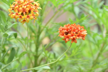 Beautiful red blanket flower (Gaillardia) in sharp focus stands out among softly blurred blooms and a lush green garden backdrop. Captures the vibrant, delicate beauty of wild summer flowers.