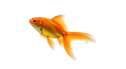 Fototapeta premium Golden Fish Aquarium Pet Isolated on White cut out PNG.