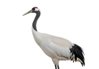 Elegant and Graceful Japanese Red-Crowned Crane Standing Against a Black Background