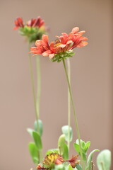 Beautiful red blanket flower (Gaillardia) in sharp focus stands out among softly blurred blooms and a lush green garden backdrop. Captures the vibrant, delicate beauty of wild summer flowers.