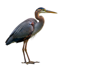 Elegant heron standing alone against a black background showcasing detailed plumage and long neck