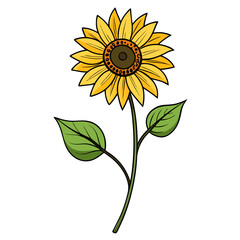 sunflower isolated on white