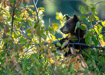 Fototapeta premium bear in the woods