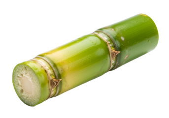 Fresh green bamboo stalk lying on a black background with detailed texture and cross-section view
