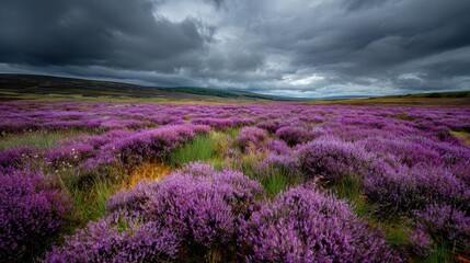 Naklejka premium Purple flowers in field with cloudy sky backdrop, landscape, idyllic nature scene
