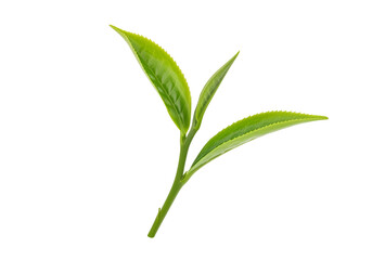 Fresh green tea leaf isolated on black background highlighting naturalungrowth and vibrant color