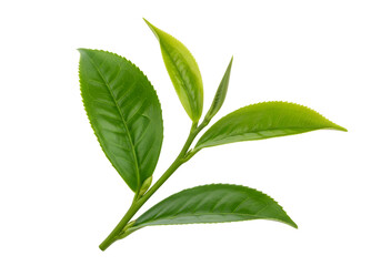 Obraz premium Fresh green tea leaves with vibrant foliage and tender new shoots on black background