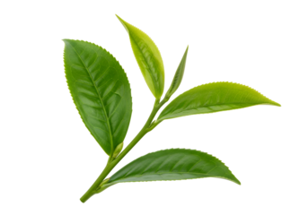 Fresh green tea leaves with vibrant foliage and tender new shoots on black background