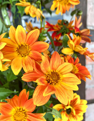 Fototapeta premium Orange yellow flowers close up