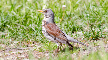 robin on the grass