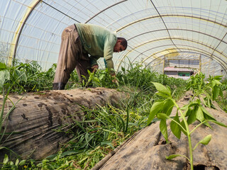 Weed Removal, African farmer removing weeds on Pepper farm greenhouse, Man Removing weeds, working...