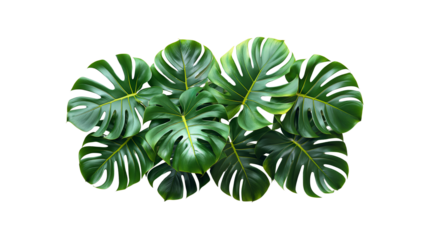 Tropical monstera leaves. Transparent PNG.Green foliage on white background. Ideal for jungle design and eco themes.
