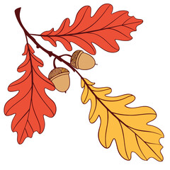 Illustration of vibrant oak leaves and acorns in red and yellow colors on a white background