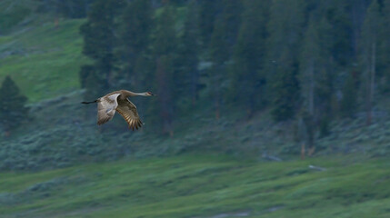 Sand Hill Crane Flies Over Hayden Valley In Yellowstone