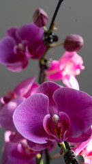 Obraz premium Delicate pink and white phalaenopsis orchids with fresh dewdrops. Perfect for wedding themes, floral branding, and nature photography portfolios.