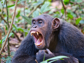 Yawning chimpanzee showing teeth