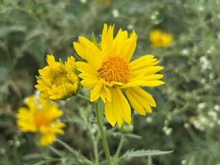 yellow flowers in the garden