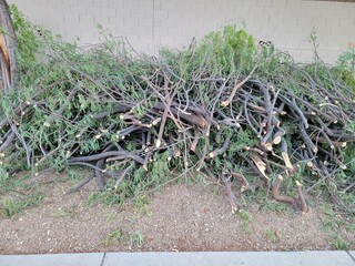 Mesquite twigs cuts after annual tree trimming found along Arizona residential xeriscaped roadside