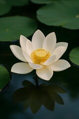 Lotus Flower on Calm Water