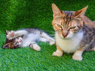A beautiful cat with her kittens in the garden amid the green grass, A black cat in a field of grass. Striped cat portrait with yellow eyes in nature. Domestic cat walking in the grass, North African.