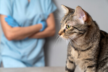 Veterinarian examining pet on table in veterinary clinic, Veterinary caring of a cute cat,...