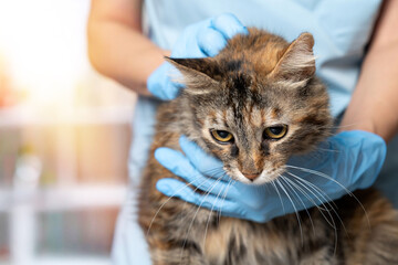Veterinarian examining pet on table in veterinary clinic, Veterinary caring of a cute cat,...