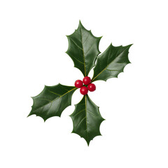 Festive evergreen holly sprig with bright red berries radiating holiday cheer on transparency