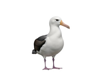 Fototapeta premium Realistic 3D rendering of a seagull bird standing on black background with detailed feathers and