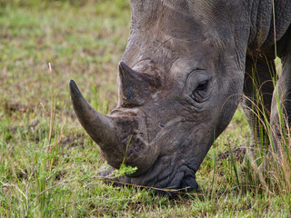 Fototapeta premium Close-up of rhino horn and face