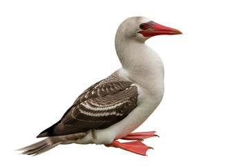 Obraz premium Realistic image of a digitally created hybrid bird with features of a pelican mixed with a bird
