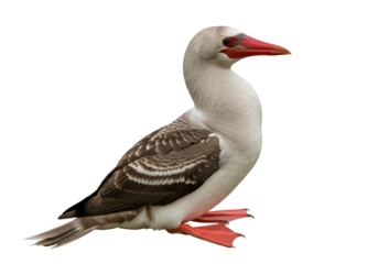 Realistic image of a digitally created hybrid bird with features of a pelican mixed with a bird